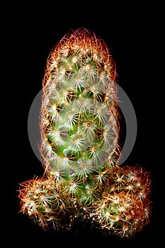 Cactus Mammillaria carmenae rubrispina in front of black background