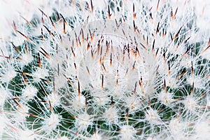 Cactus Mammillaria closeup