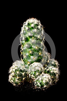 Cactus Mammillaria elongata or gold lace cactus in front of black background