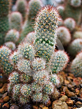 Cactus Mammillaria elongata rubra copper King ,Gold lace Cactus golden stars ,lady fingers desert plants