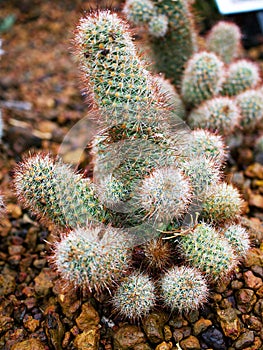 Cactus Mammillaria elongata rubra copper King ,Gold lace Cactus golden stars ,lady fingers desert plants