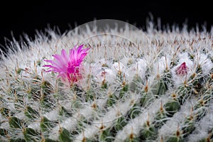 Cactus Mammillaria with flower isolated on Black.