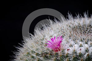 Cactus Mammillaria with flower isolated on Black.