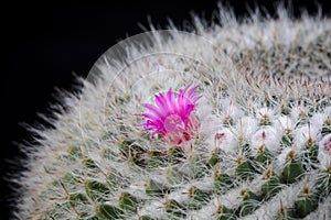 Cactus Mammillaria with flower isolated on Black.