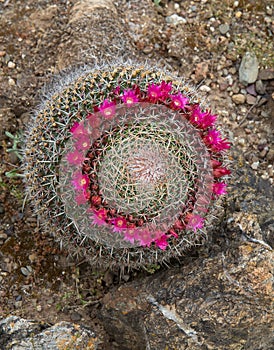 Cactus Mammillaria hahniana