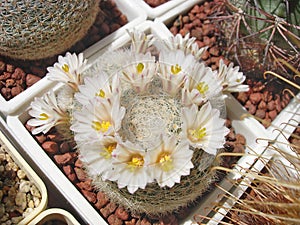 Cactus Mammillaria lenta with dense white spines photo