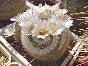 Cactus Mammillaria lenta with dense white spines photo