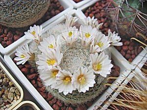 Cactus Mammillaria lenta with dense white spines photo