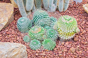 Cactus - Mammillaria nejapensis (Cactaceae)