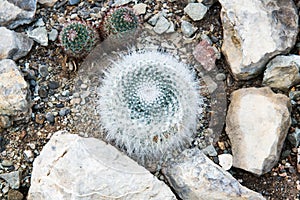 Cactus Mammillaria is among the rocks