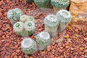 Cactus - Mammillaria sp. (Cactaceae)