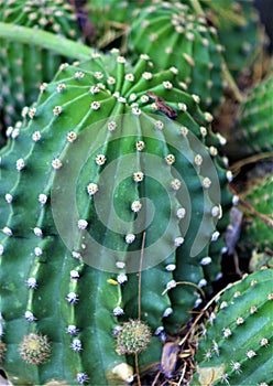 Cactus, Maricopa County, Arizona