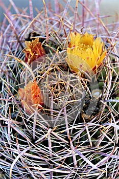 Cactus, Maricopa County, Rio Verde, Arizona