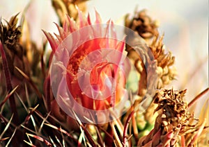 Cactus, Maricopa County, Rio Verde, Arizona