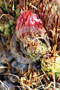 Cactus, Maricopa County, Rio Verde, Arizona