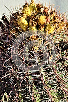 Cactus, Maricopa County, Rio Verde, Arizona