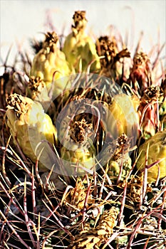 Cactus, Maricopa County, Rio Verde, Arizona