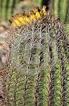 Cactus, Maricopa County, Rio Verde, Arizona