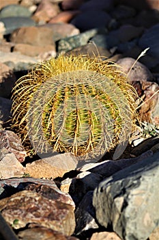 Cactus, Maricopa County, Rio Verde, Arizona