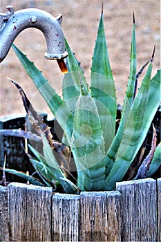 Cactus, Maricopa County, Rio Verde, Arizona