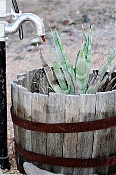 Cactus, Maricopa County, Rio Verde, Arizona