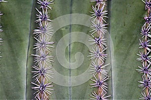 Cactus, Maricopa County, Rio Verde, Arizona