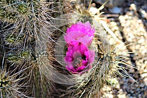 Cactus, Maricopa County, Rio Verde, Arizona