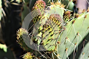 Cactus, Maricopa County, Rio Verde, Arizona