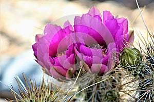 Cactus, Maricopa County, Rio Verde, Arizona