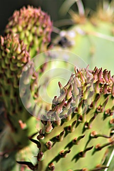 Cactus, Maricopa County, Rio Verde, Arizona