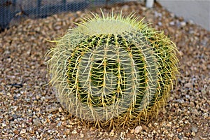 Cactus, Maricopa County, Rio Verde, Arizona