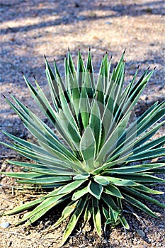 Cactus, Maricopa County, Rio Verde, Arizona