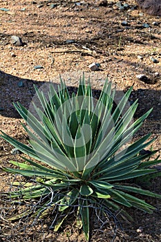 Cactus, Maricopa County, Rio Verde, Arizona