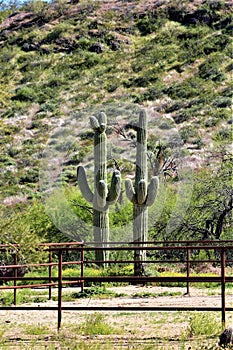 Cactus, Maricopa County, Rio Verde, Arizona