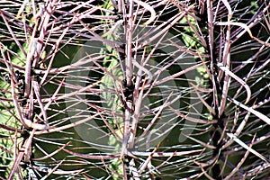 Cactus, Maricopa County, Rio Verde, Arizona