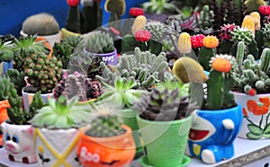 Cactus market photo