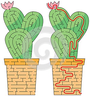 Cactus maze