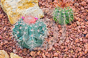 Cactus - Melocactus ernestii (Cactaceae)