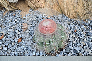 Cactus Melocactus Zehntneri near rocks