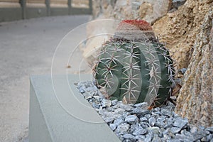 Cactus Melocactus Zehntneri near rocks