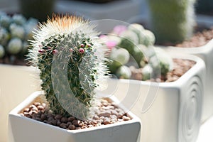 Cactus is a member of the plant family Cactaceae.cactus is a kind of a plant adapted to hot, dry climates