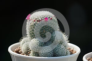 Cactus is a member of the plant family Cactaceae.cactus is a kind of a plant adapted to hot, dry climates