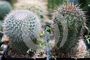 Cactus is a member of the plant family Cactaceae a family comprising about 127 genera with some 1750 known species of the order Ca