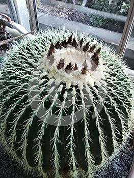 Cactus