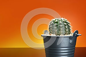 Cactus in metal butket and orange background. Concept for copy