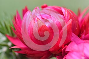 Cactus Metallic Pink Petal Macro