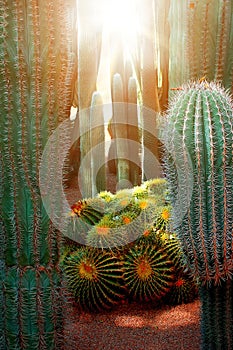 Cactus in the Mexican desert. Baja California sur. Mexico. photo