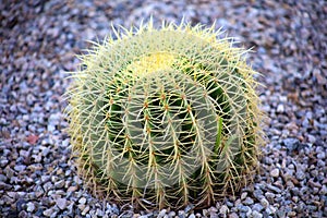 Cactus in Mexico Los Cabos plant 50 megapixels picture