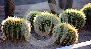 Cactus in Mexico Los Cabos plant 50 megapixels picture