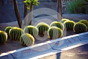 Cactus in Mexico Los Cabos plant 50 megapixels picture photo